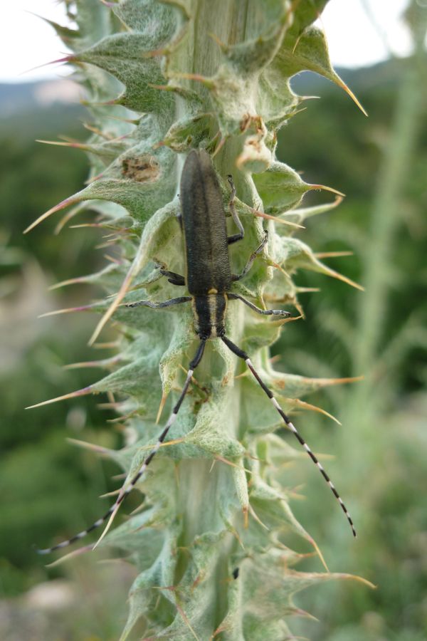 Agapanthia villosoviridescens? (dalla Grecia)  No, A. cynarae